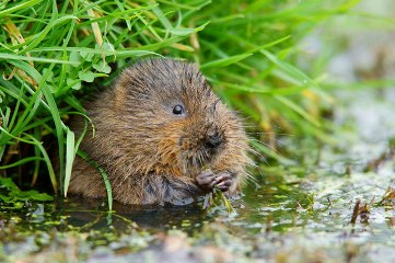 Water voles can feed on over 200 different plant species (Peter Trimming)